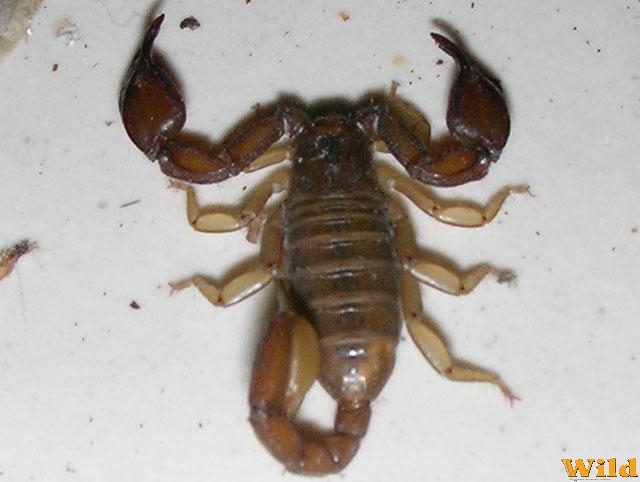 2006.szeptember, Horvátország
Skorpió?