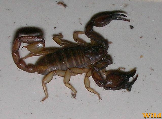 2006 szeptember, Horvátország
Naná, hogy skorpió!