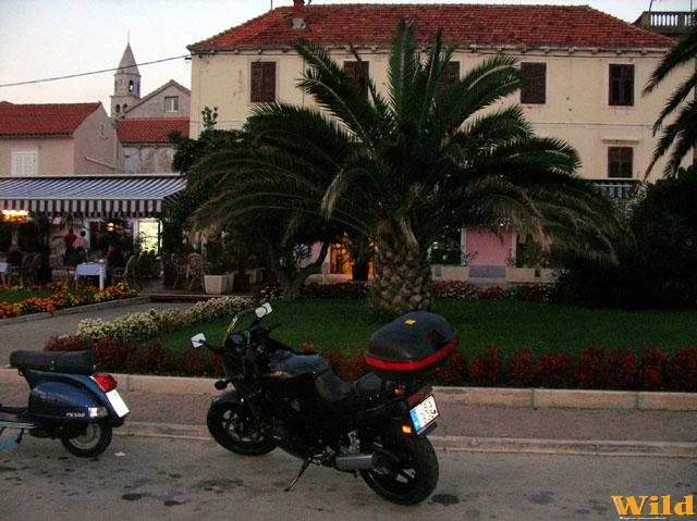 2006.szeptember, Horvátország
Pálma a fa