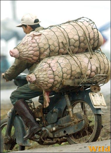 Ez aztán a disznóság!
Két potyautas is egyszerre!