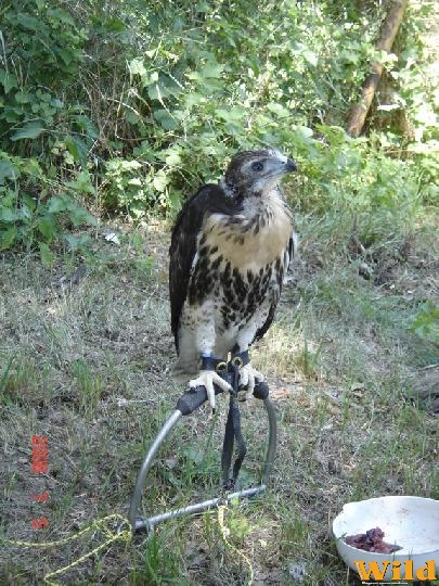 Monorierdő IV. Magyar Hagyományörző Motorostalálkozó